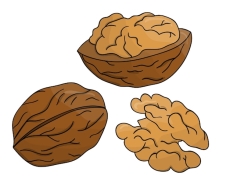 Вектор Цветной значок ореха. набор изолированных монохромных орехов. иллюстрация рисования линии еды в стиле мультфильма или каракули